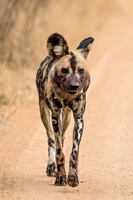 2018 South Africa Dogs & Hyenas