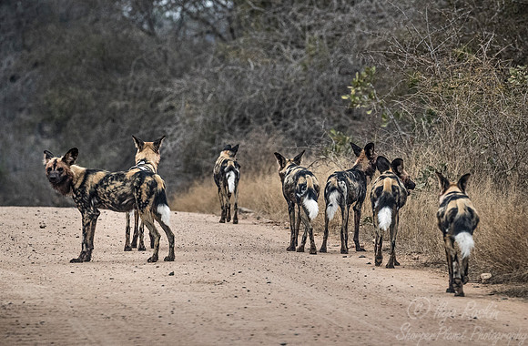 328 African Wild Dogs (Lycaon pictus) - KNP South Africa