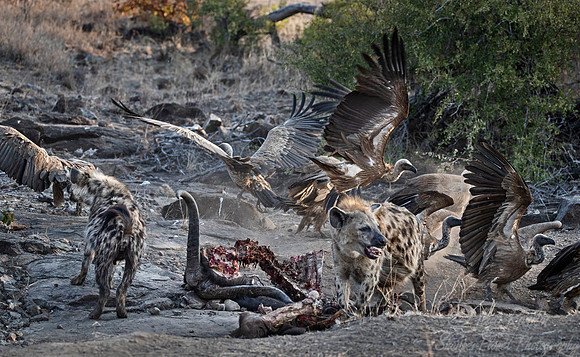 332 Spotted Hyenas (Crocuta crocuta) with White-backed Vultures - KNP South Africa
