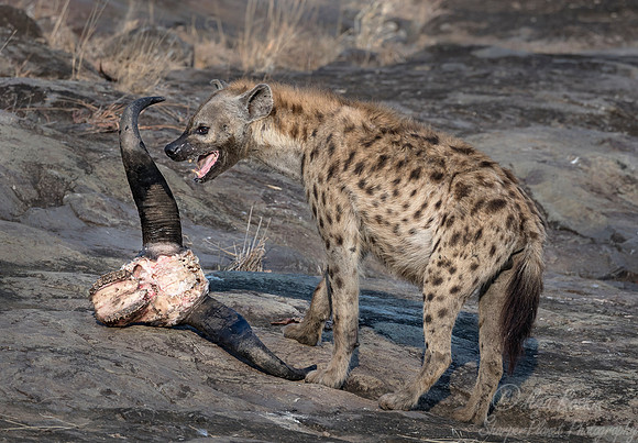 333 Spotted or Laughing Hyena (Crocuta crocuta) - KNP South Africa