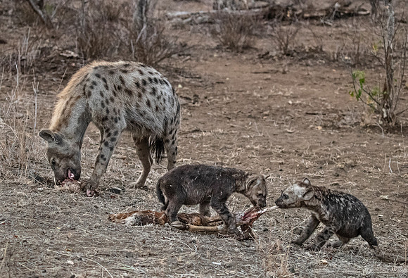 334 Spotted or Laughing Hyena with cubs (Crocuta crocuta) - KNP South Africa