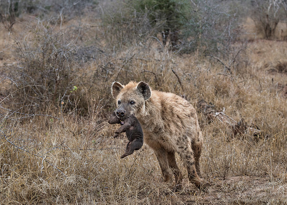 335 Spotted or Laughing Hyena with newborn cub (Crocuta crocuta) - KNP South Africa