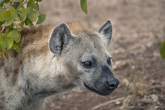 337 Spotted or Laughing Hyena (Crocuta crocuta) - KNP South Africa