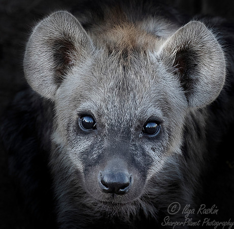 338 Spotted or Laughing Hyena (Crocuta crocuta) - KNP South Africa