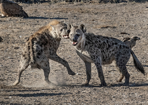 342 Spotted or Laughing Hyenas (Crocuta crocuta) - KNP South Africa