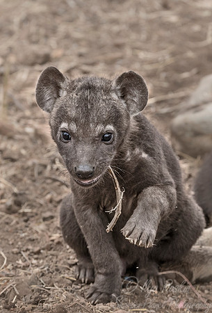345 Spotted or Laughing Hyena cub (Crocuta crocuta) - KNP South Africa