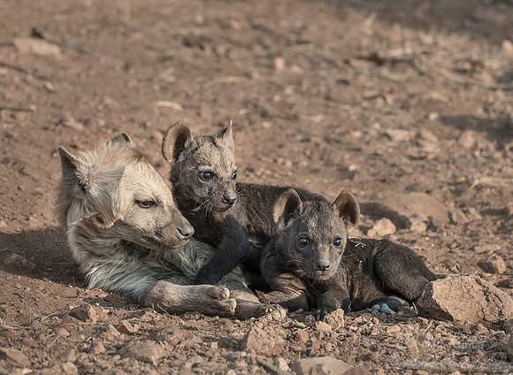 347 Spotted or Laughing Hyena with cubs (Crocuta crocuta) - KNP South Africa