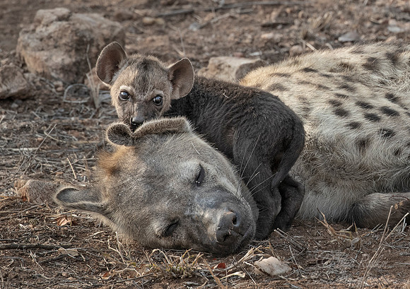 349 Spotted or Laughing Hyena with a cub (Crocuta crocuta) - KNP South Africa