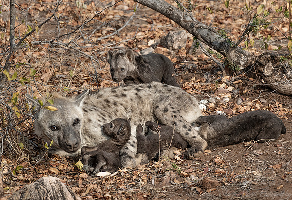351 Spotted or Laughing Hyena with cubs (Crocuta crocuta) - KNP South Africa