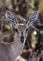 2018 South Africa Even-toed Ungulates