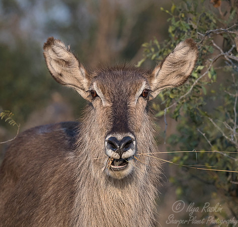 250  Common Waterbuck (Kobus ellipsiprymnus) - KNP South Africa