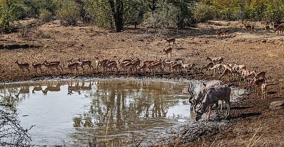 252 Impalas (Aepyceros melampus) and Greater Kudu (Tragelaphus strepsiceros) - KNP South Africa