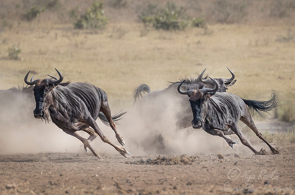 254 Blue Wildebeest (Connochaetes taurinus) - KNP South Africa