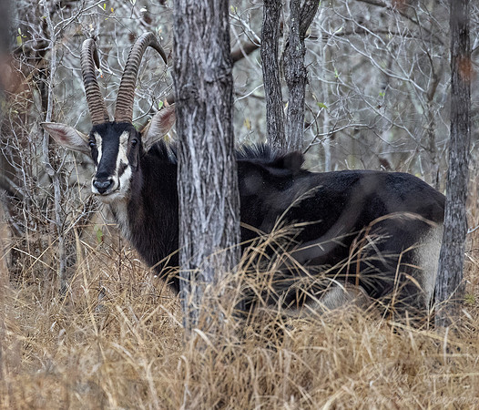 255 Sable Antelope (Hippotragus niger) - KNP South Africa