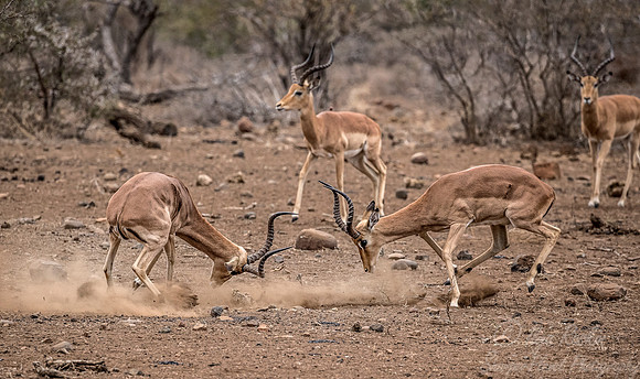259 Impalas (Aepyceros melampus) - KNP South Africa