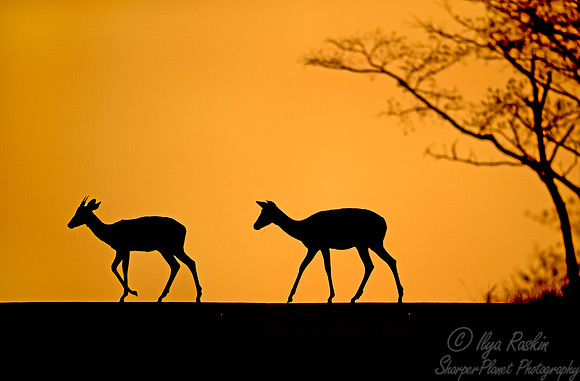 262 Impalas (Aepyceros melampus) - KNP South Africa