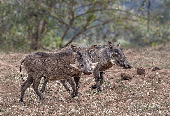 266 Common Warthog (Phacochoerus africanus) - KNP South Africa