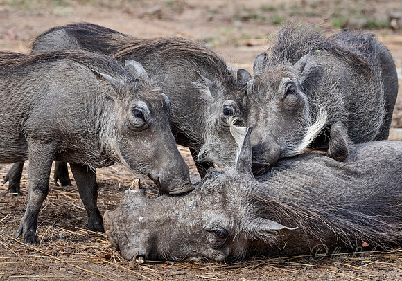 267 Common Warthogs (Phacochoerus africanus) - KNP South Africa