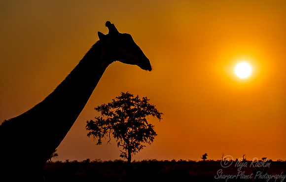 268 South African or Cape giraffe (Giraffa camelopardalis giraffa) - KNP South Africa