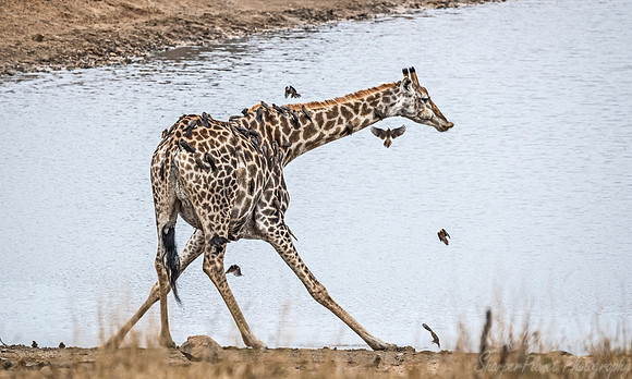 272 South African or Cape giraffe (Giraffa camelopardalis giraffa) - KNP South Africa