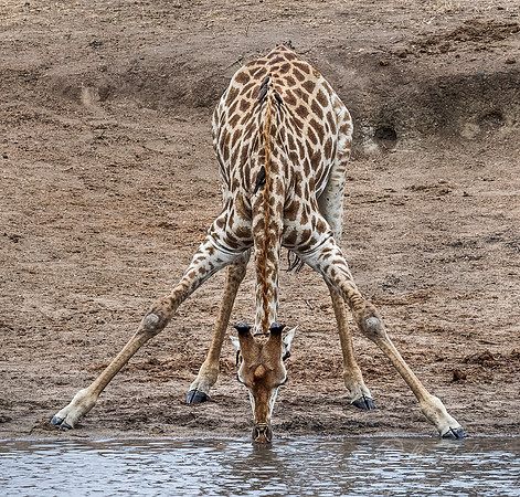 273 South African or Cape giraffe (Giraffa camelopardalis giraffa) - KNP South Africa