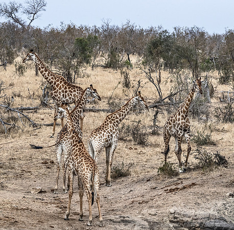 274 South African or Cape giraffes (Giraffa camelopardalis giraffa) - KNP South Africa