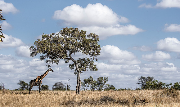 275 South African or Cape giraffe (Giraffa camelopardalis giraffa) - KNP South Africa