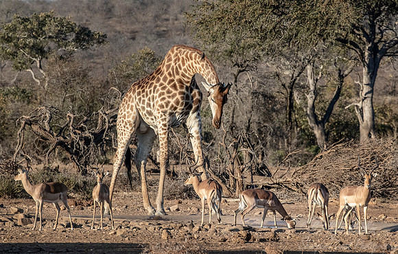 277 South African or Cape giraffe (Giraffa camelopardalis giraffa) - KNP South Africa