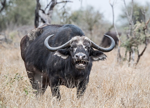281 African or Cape buffalo (Syncerus caffer) - KNP South Africa