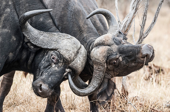 282 African or Cape buffalo (Syncerus caffer) - KNP South Africa