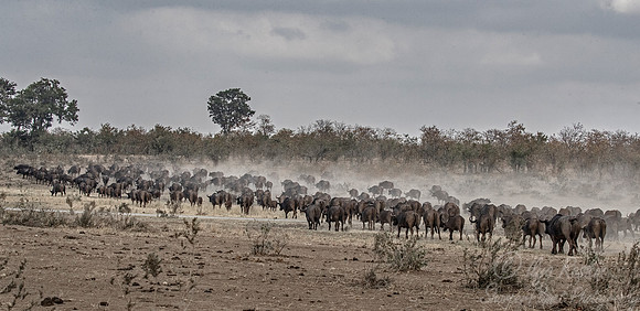 283 African or Cape buffalo (Syncerus caffer) - KNP South Africa