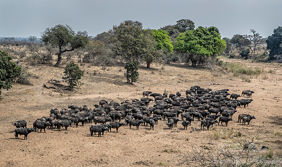 285 African or Cape buffalos (Syncerus caffer) - KNP South Africa