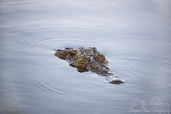 138 Nile Crocodile (Crocodylus niloticus) - KNP South Africa