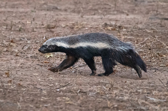 168 Honey Badger (Mellivora capensis) - KNP South Africa_1