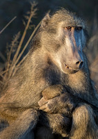 2018 South Africa Rhinos Primates and Others