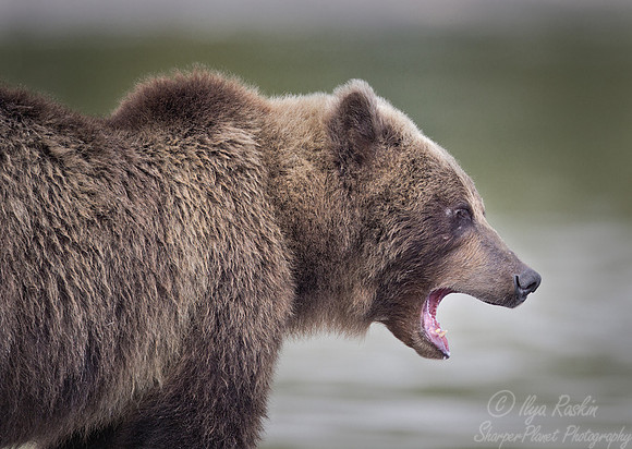 076 Brown Bear (Ursus arctos) - Kamchatka Russia