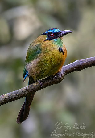 587 Andean motmot or highland motmot (Momotus aequatorialis) - Colombia cloud forest