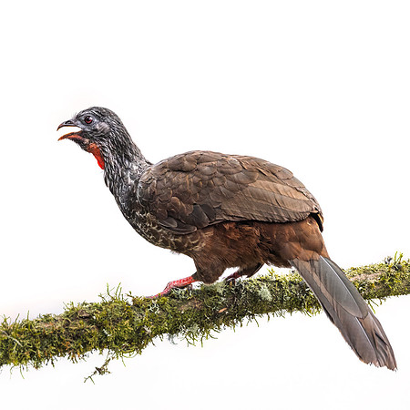 623 Andean guan (Penelope montagnii) - Colombia cloud forest
