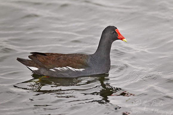 031 Common Moorhen (Gallinula chloropus) FL