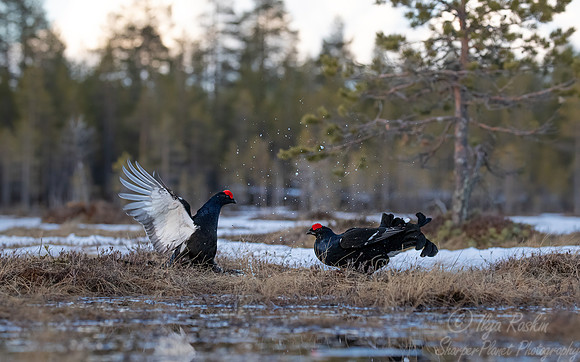 062 Black grouse (Lyrurus tetrix) - Finland