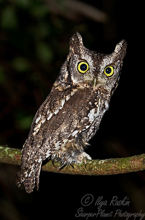 068 Eastern Screech-owl (Megascops asio) - MD