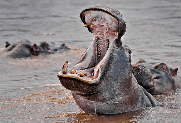 076_Hippopotamus_Kenya