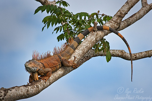041_Green Iguana  (Iguana iguana)_Belize