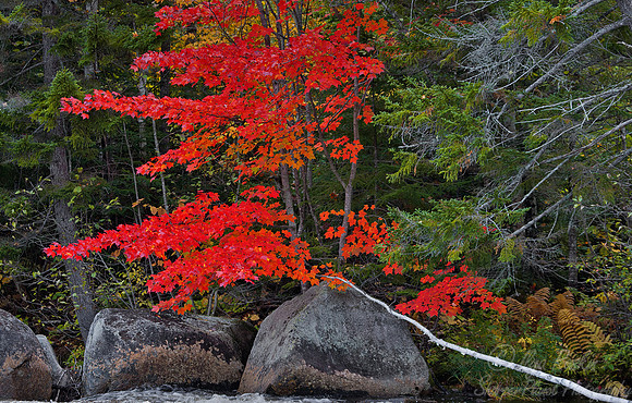 046_Baxter State Park, ME