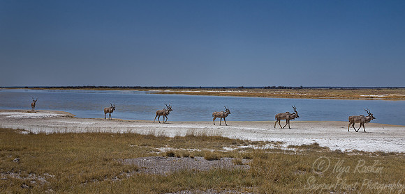 138 Greater Kudus (Tragelaphus strepsiceros) - Etosha Namibia