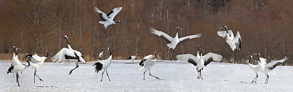 054 Red-crowned Cranes (Grus japonensis) - Hokkaido Japan