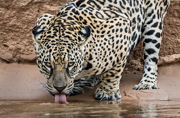 217 Jaguar (Panthera onca) - Encontro das Águas State Park - Brazil