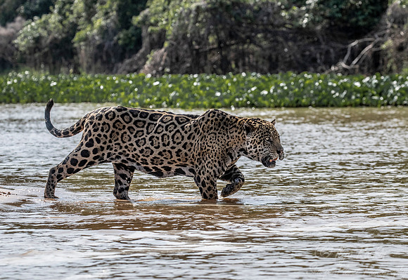 221 Jaguar (Panthera onca) - Encontro das Águas State Park - Brazil