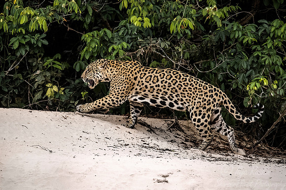 223 Jaguar (Panthera onca) - Encontro das Águas State Park - Brazil