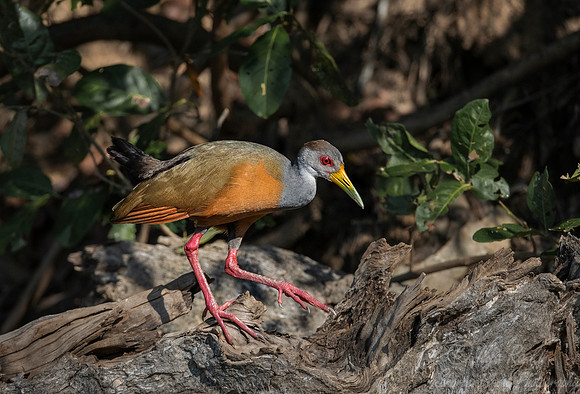 089 Grey-necked Wood Rail (Aramides cajaneus) - Pantanal Brazil